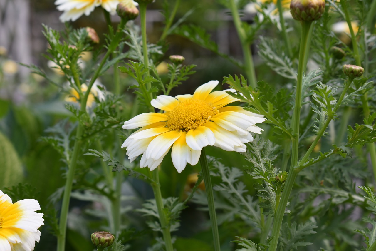 flower  plant  nature free photo