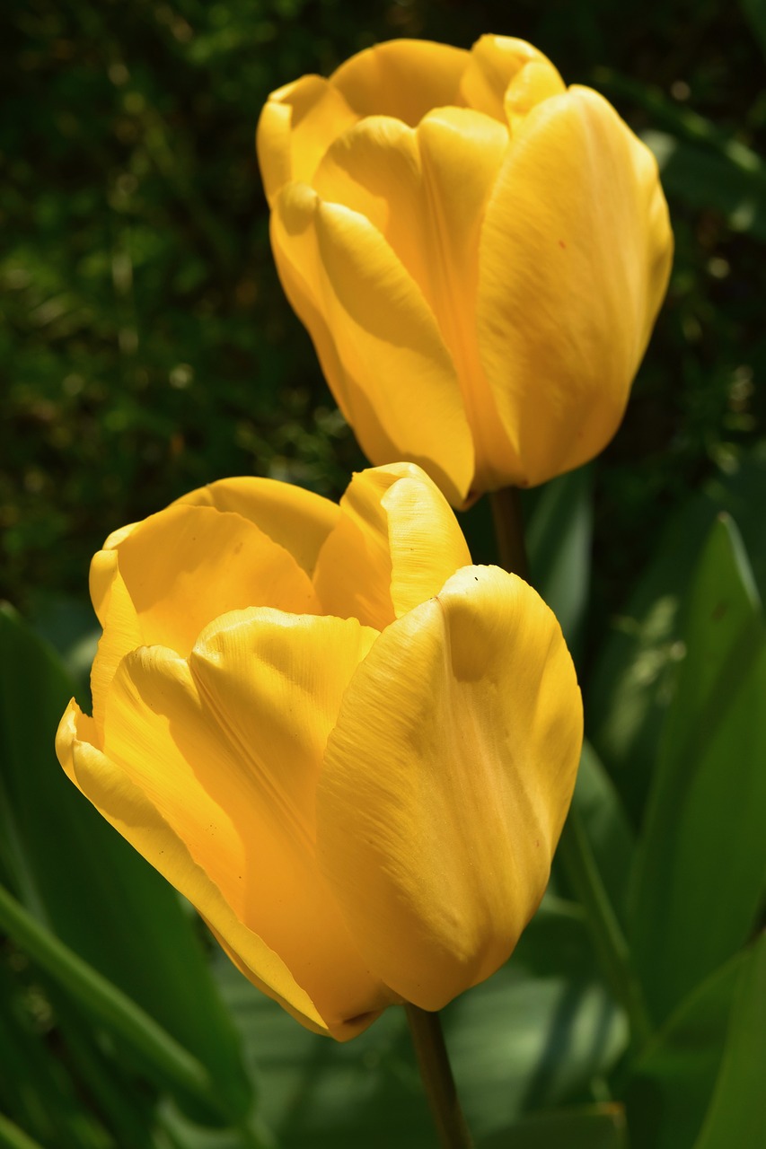 flower  yellow flowers  yellow tulips free photo