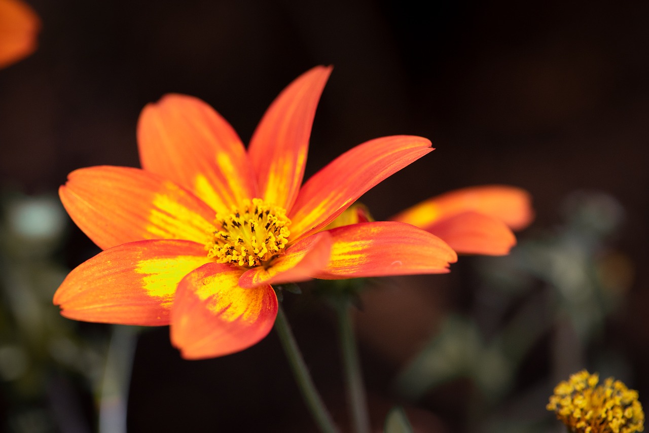 flower  orange  blossom free photo