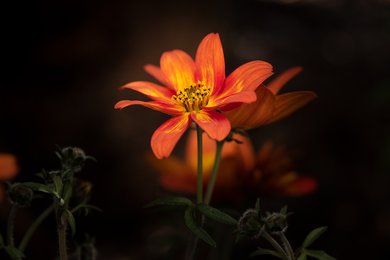 flower  orange  blossom free photo