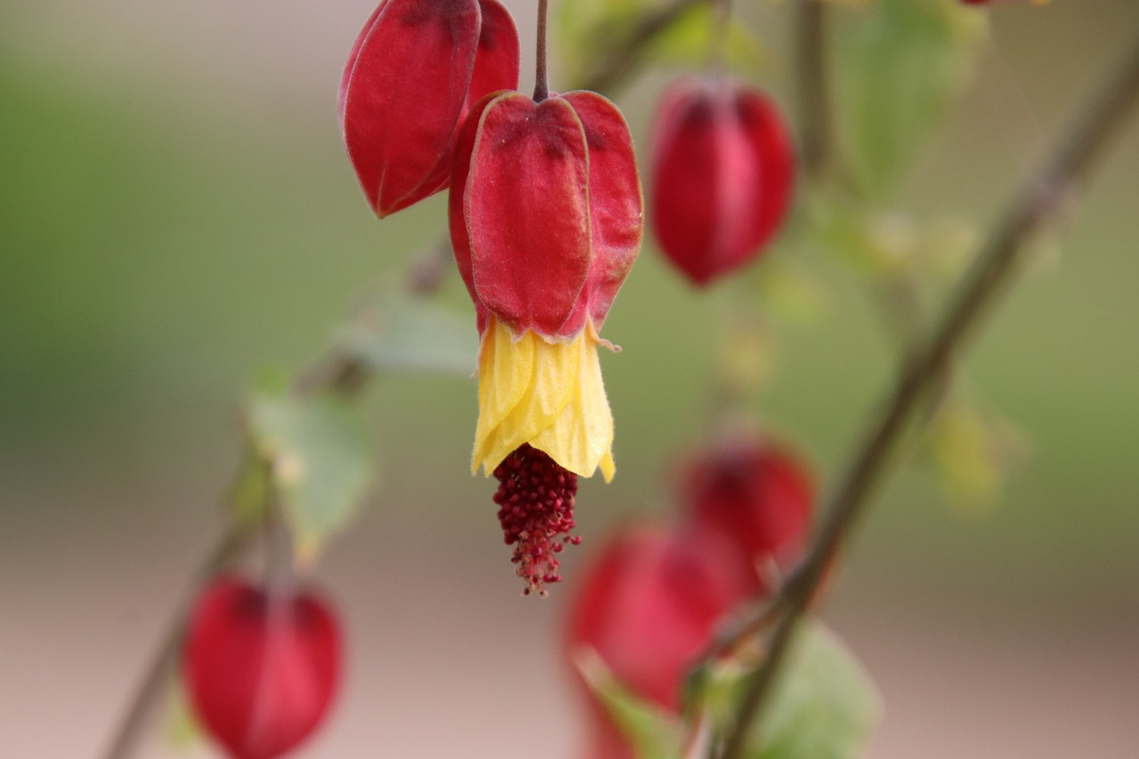 flower  botany  garden free photo