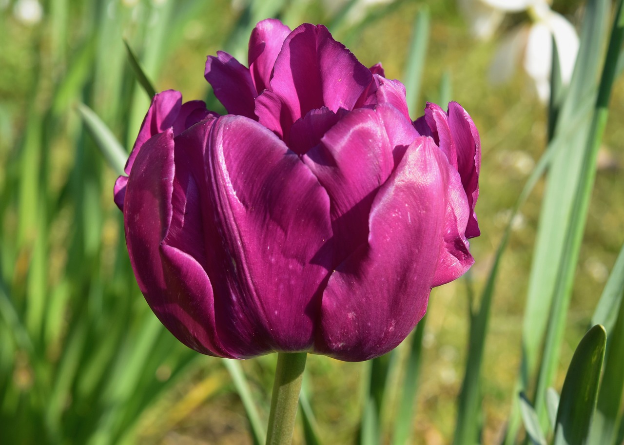 flower  flower tulip  tulip color purple free photo