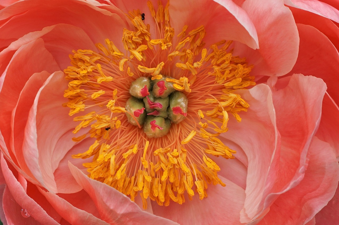 flower  peony  blossom free photo