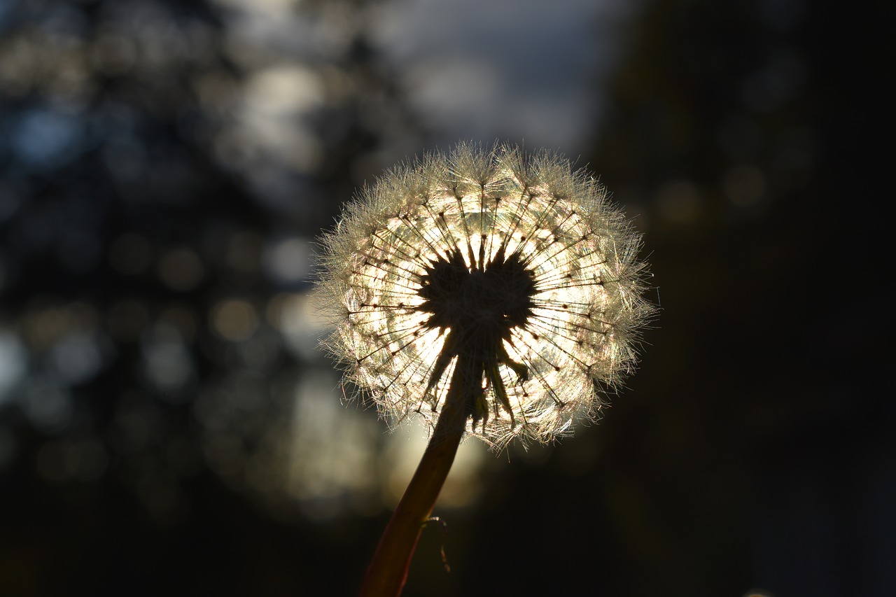 flower  sun  dandelion free photo