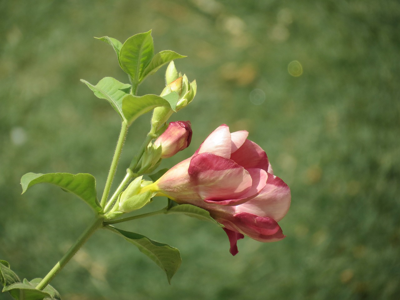 flower  pink  nature free photo