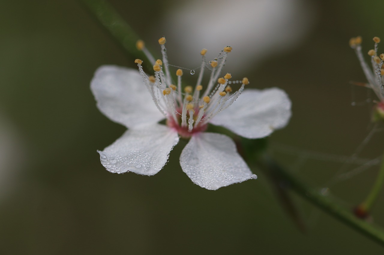 flower  dew  morning free photo