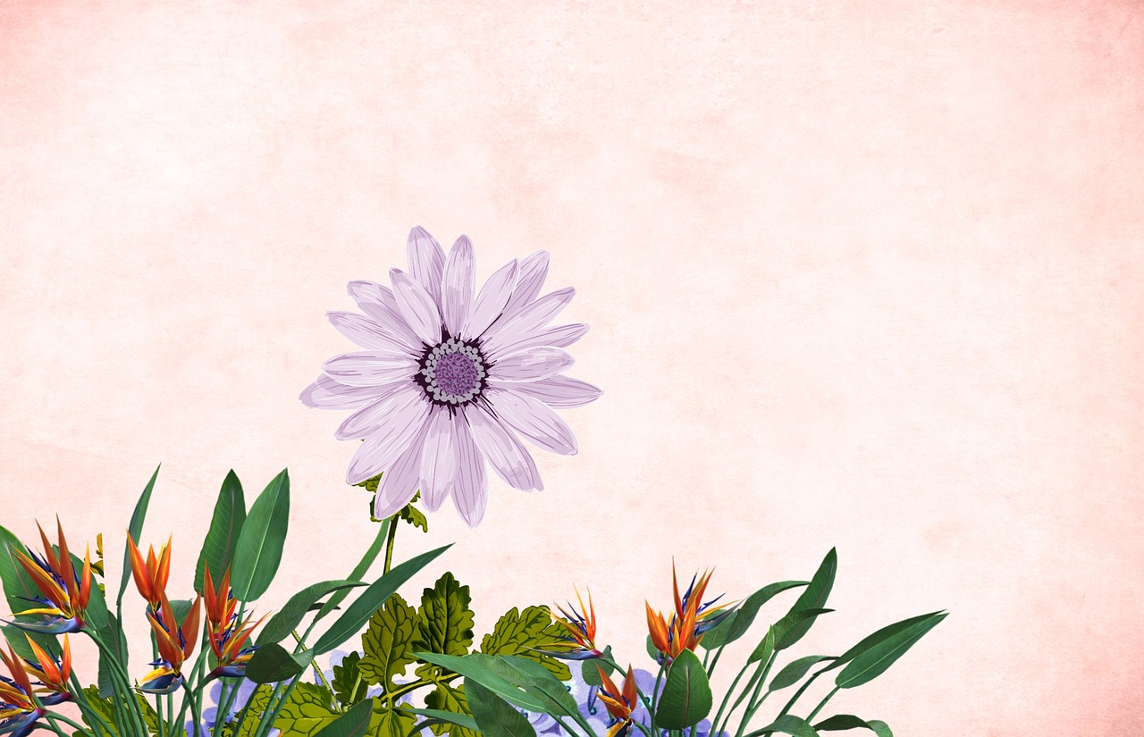 flower  floral  background free photo