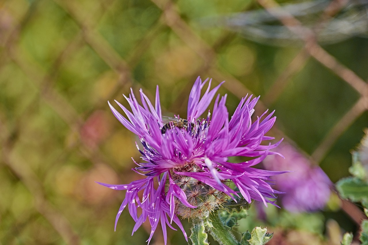 flower  insect  nature free photo