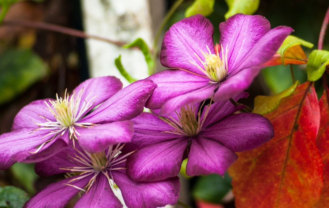 flower  blossom  bloom free photo