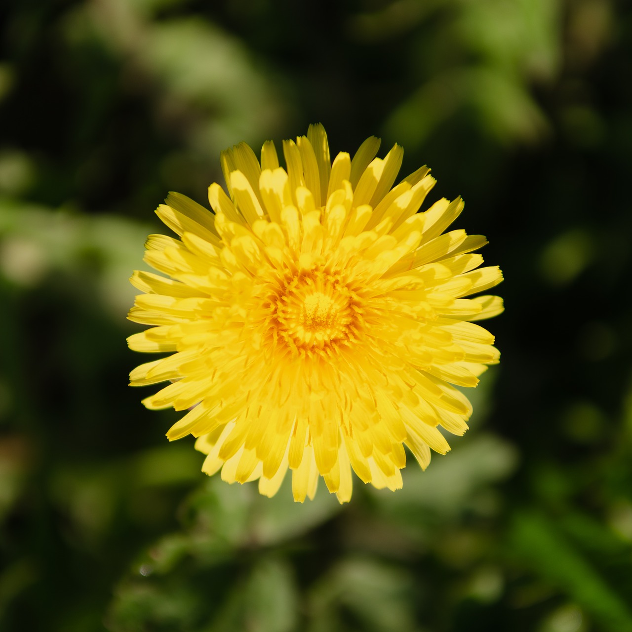 flower  yellow  dandelion free photo