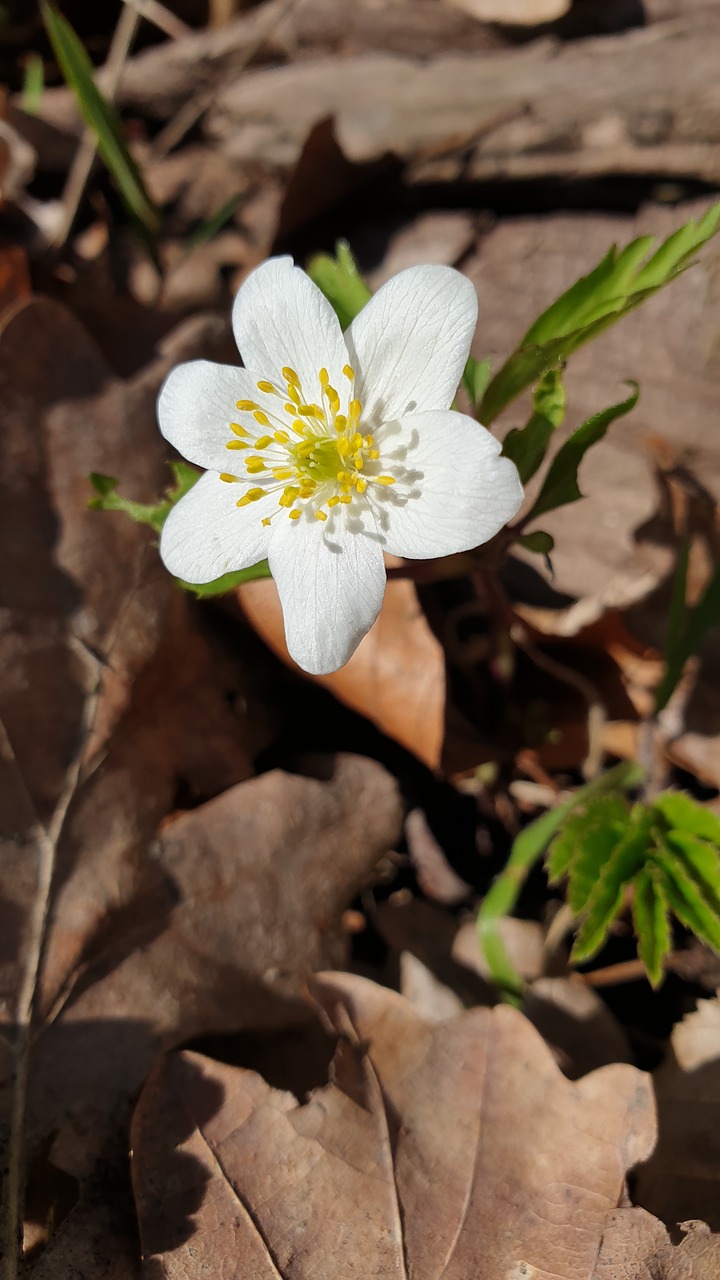 flower  white flower  white free photo