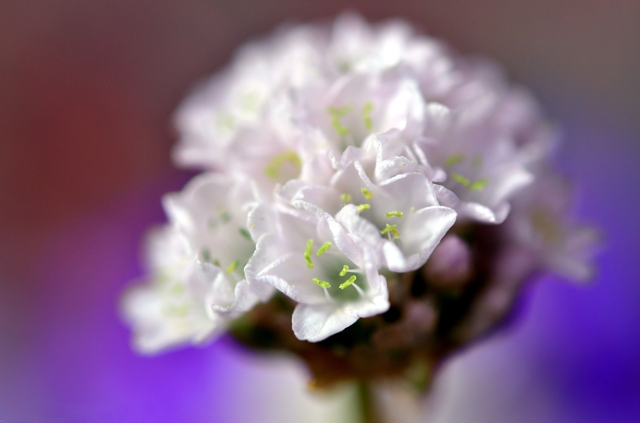 flower  white  spring free photo