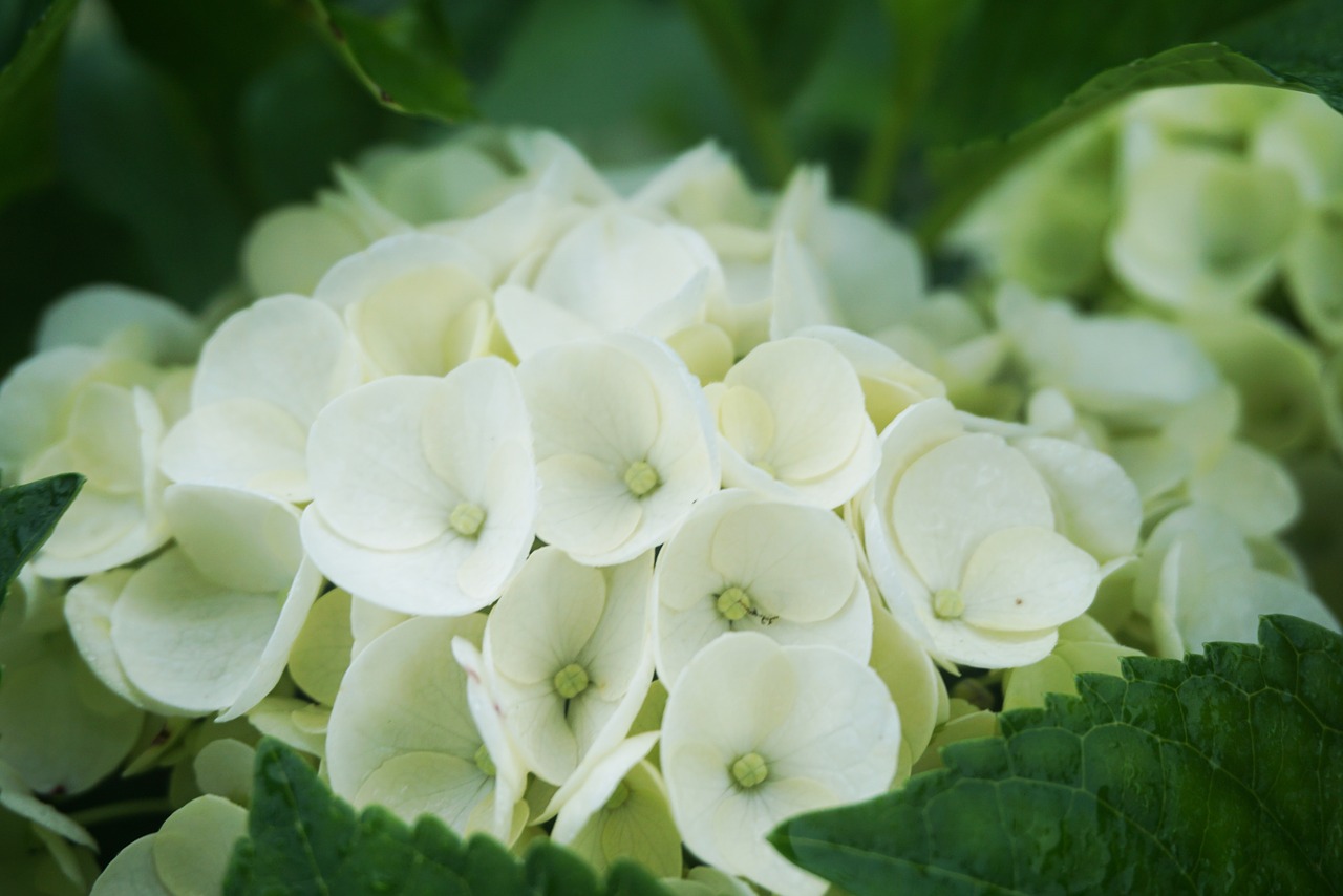 flower  plant  flowering free photo