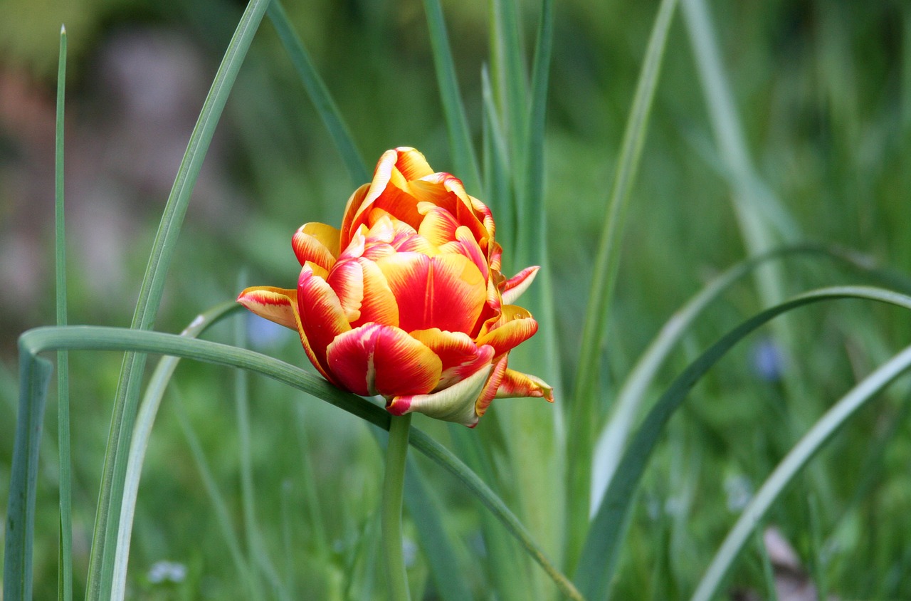 flower  garden  nature free photo