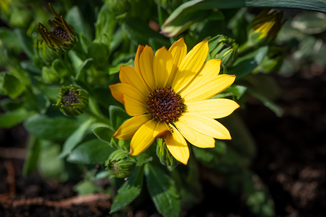 flower  yellow  plant free photo