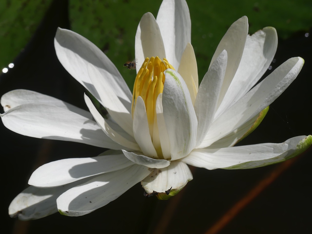 flower  water lily  pond flower free photo