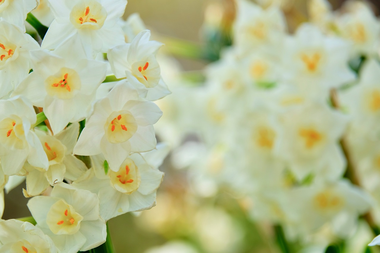 flower  white  narcissus free photo