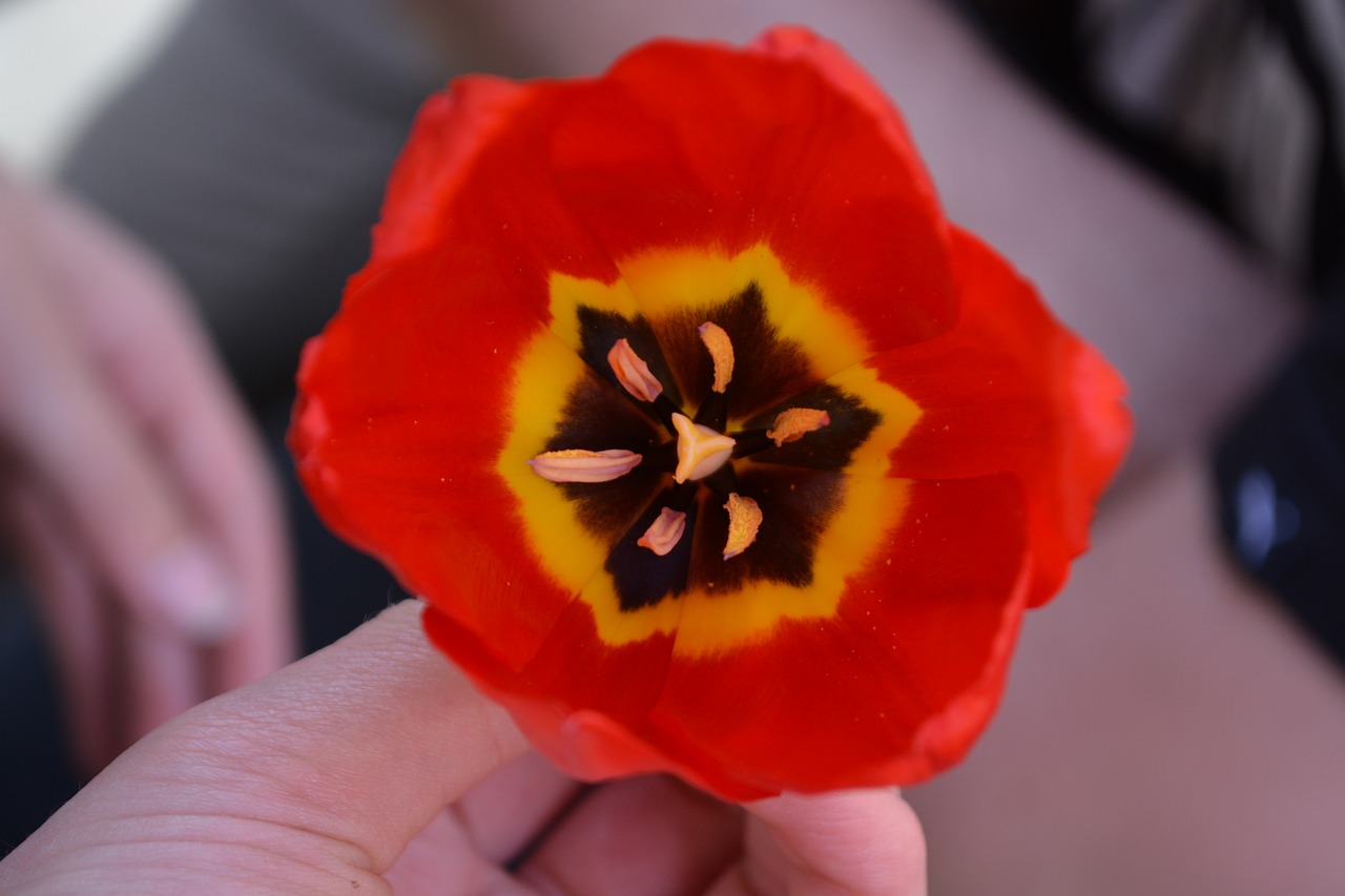 flower  red  bright free photo