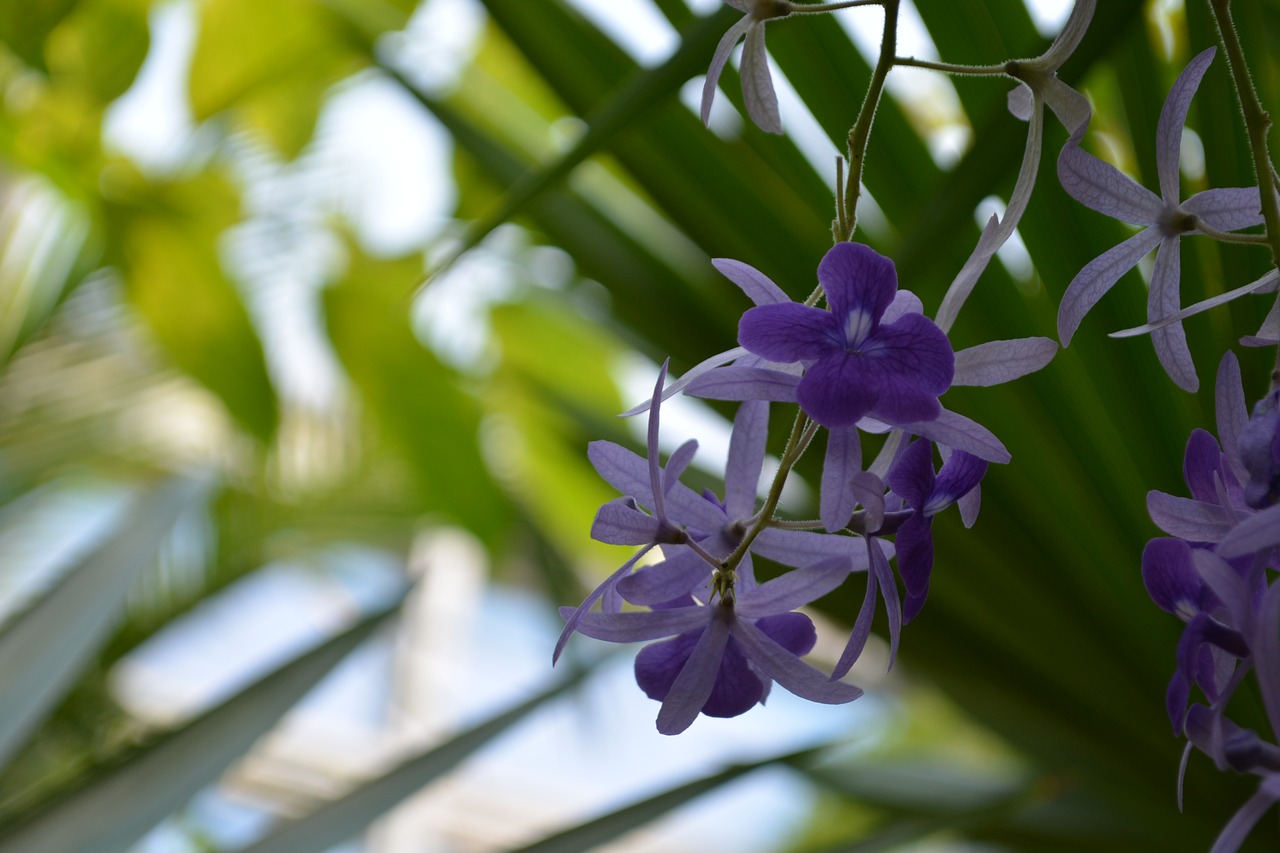 flower  blossom  bloom free photo