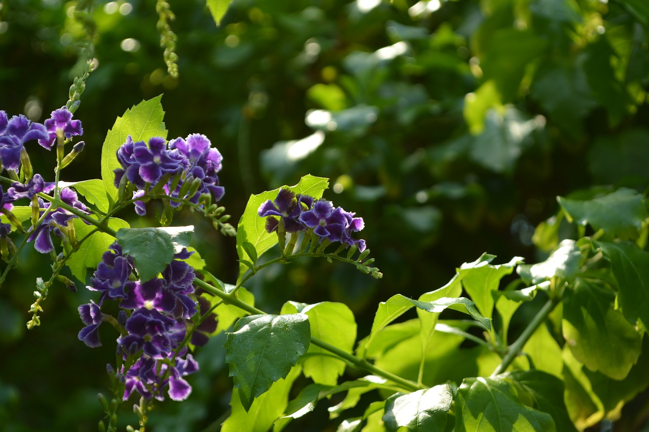 flower  blossom  bloom free photo