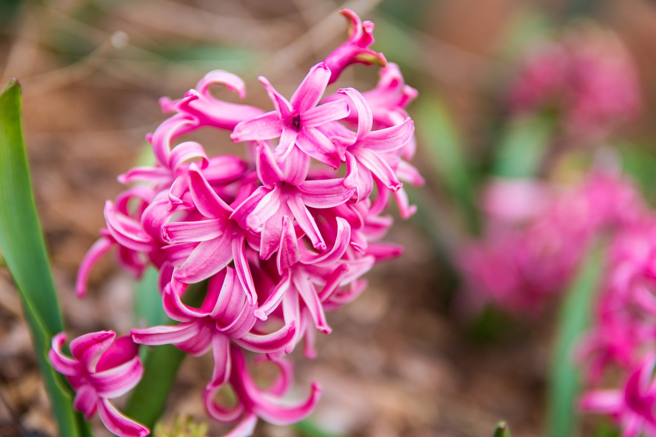 flower  pink  nature free photo