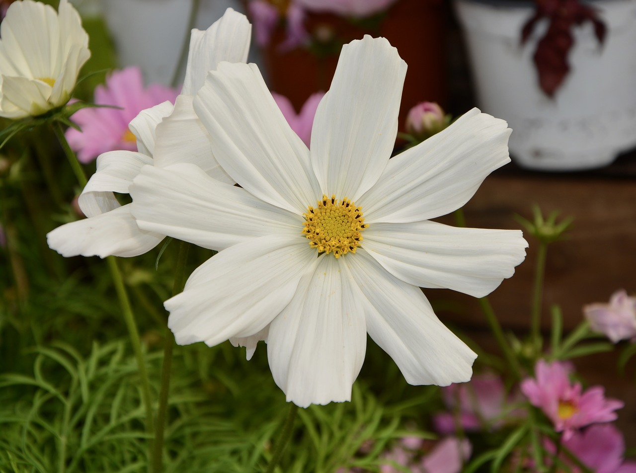 flower  white flower  white plant free photo