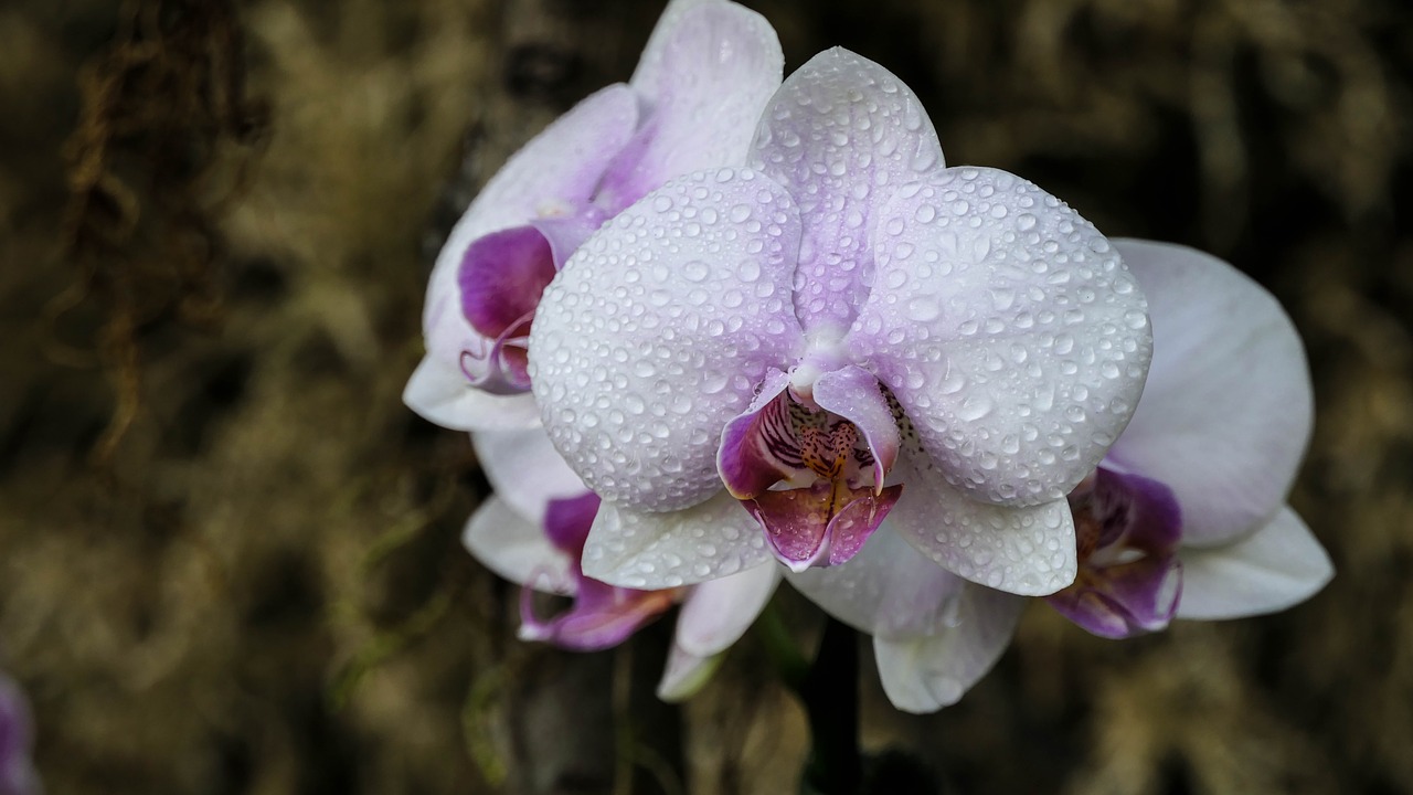 flower  orchid  blossom free photo