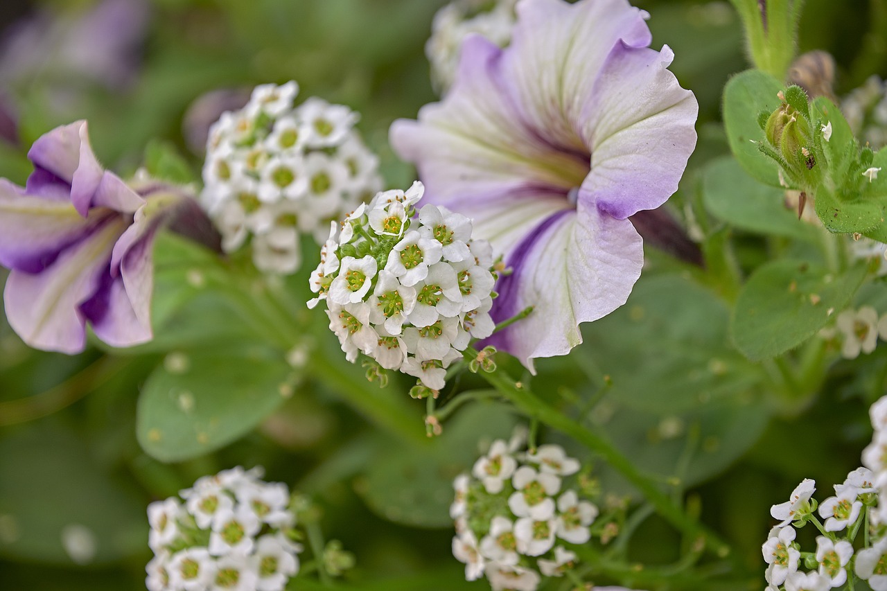 flower  garden  plant free photo