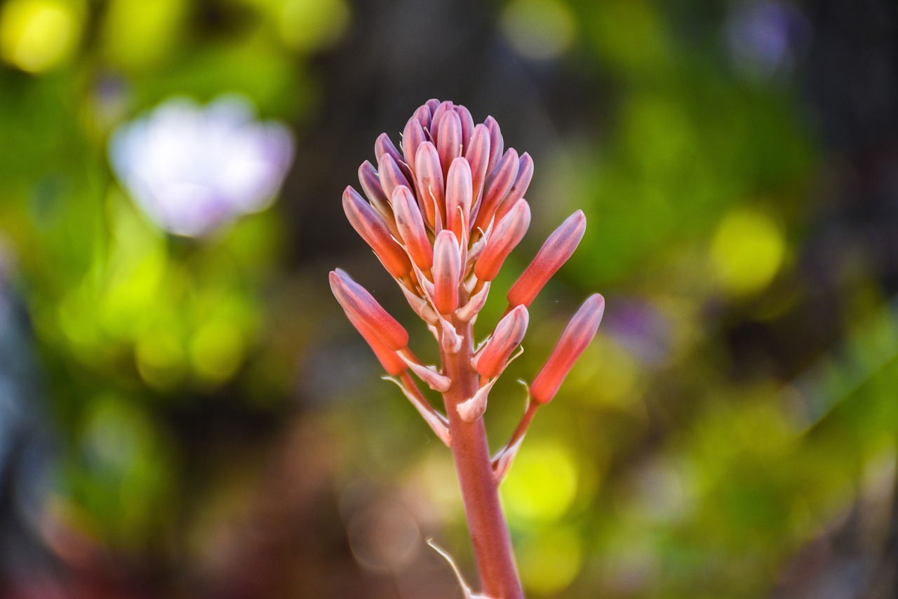 flower  blossom  nature free photo