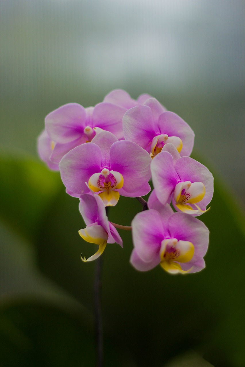 flower  orchid  tropical free photo