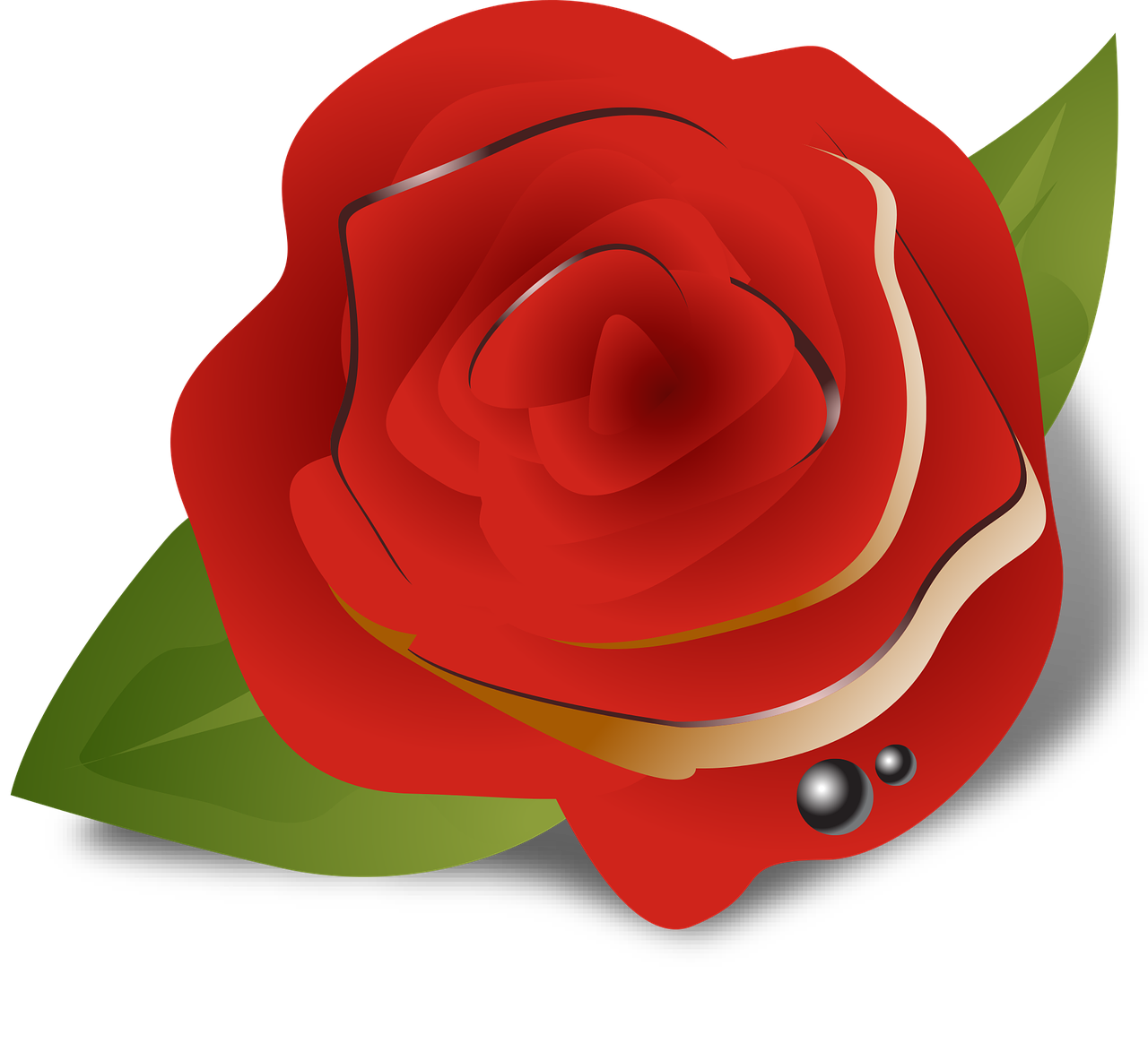 flower  rose  red free photo