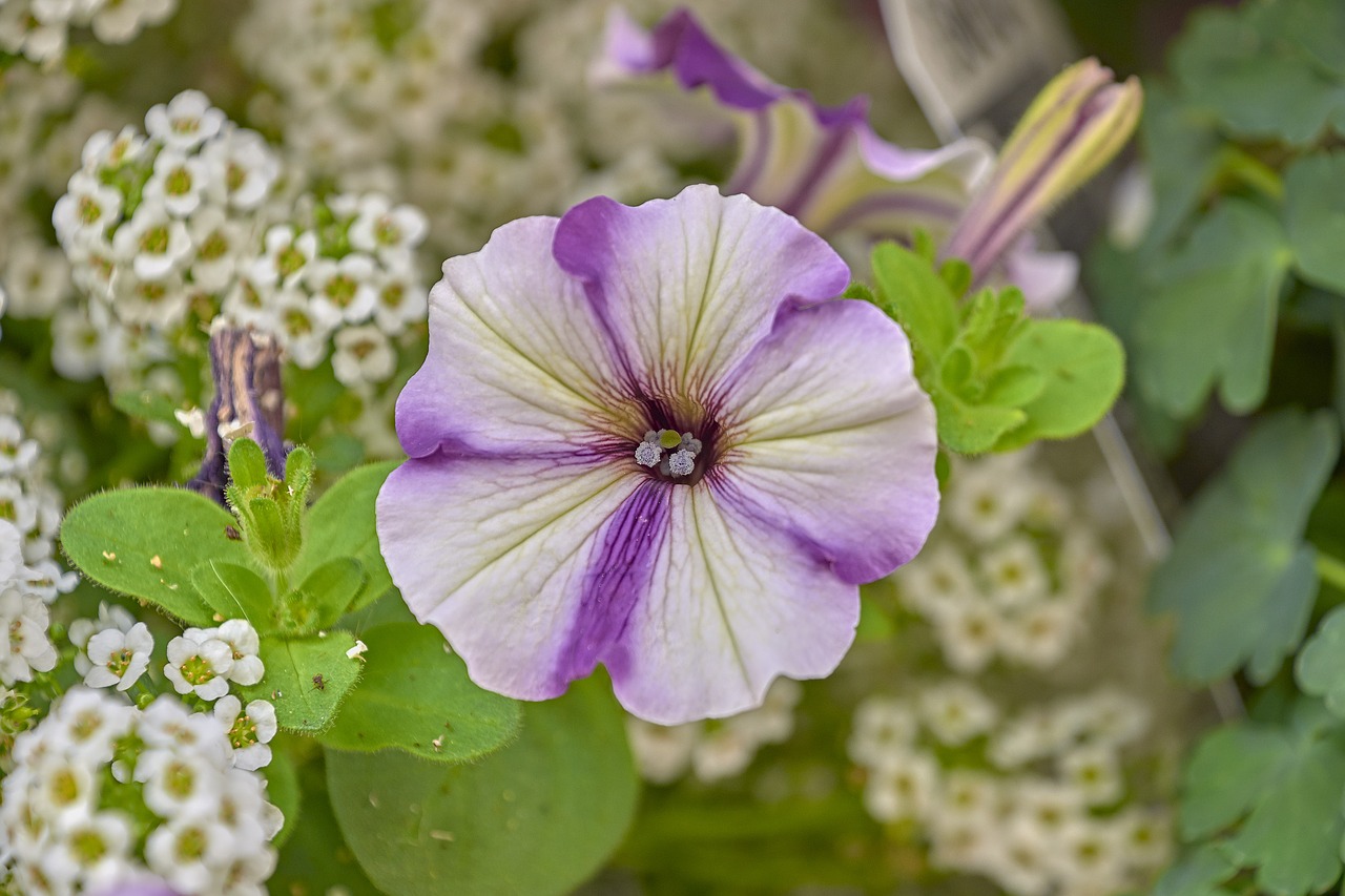 flower  garden  plant free photo