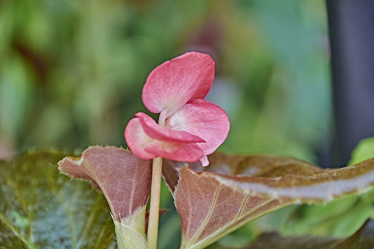 flower  garden  plant free photo