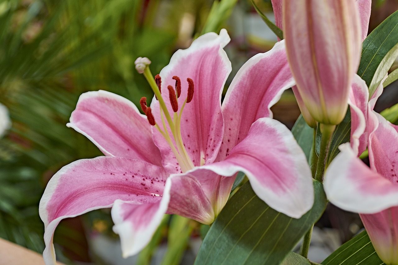 flower  garden  plant free photo