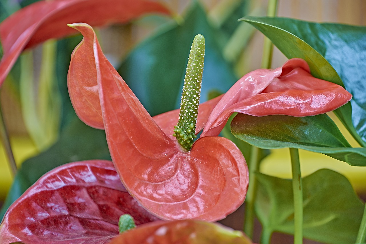 flower  garden  plant free photo