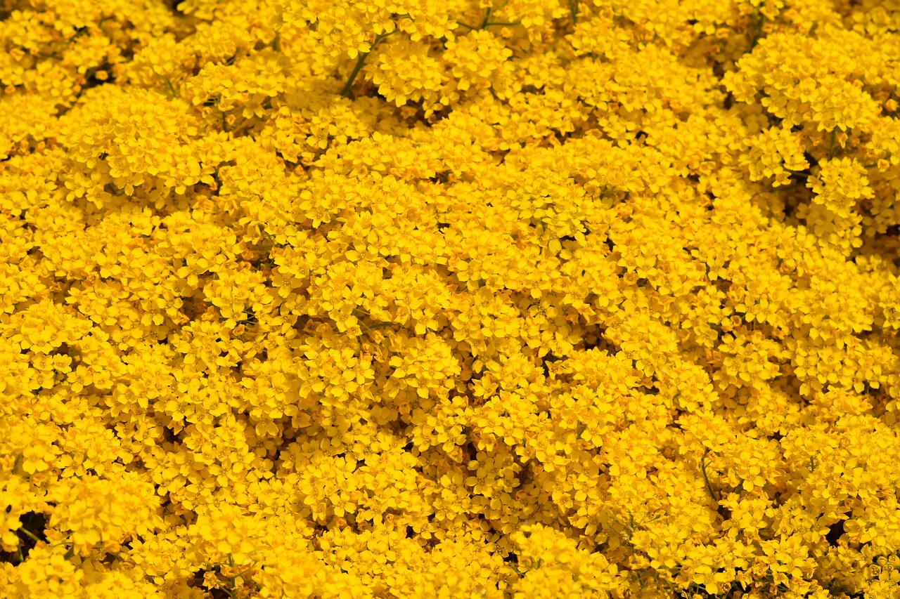 flower  yellow flowers  carpet of yellow flowers free photo