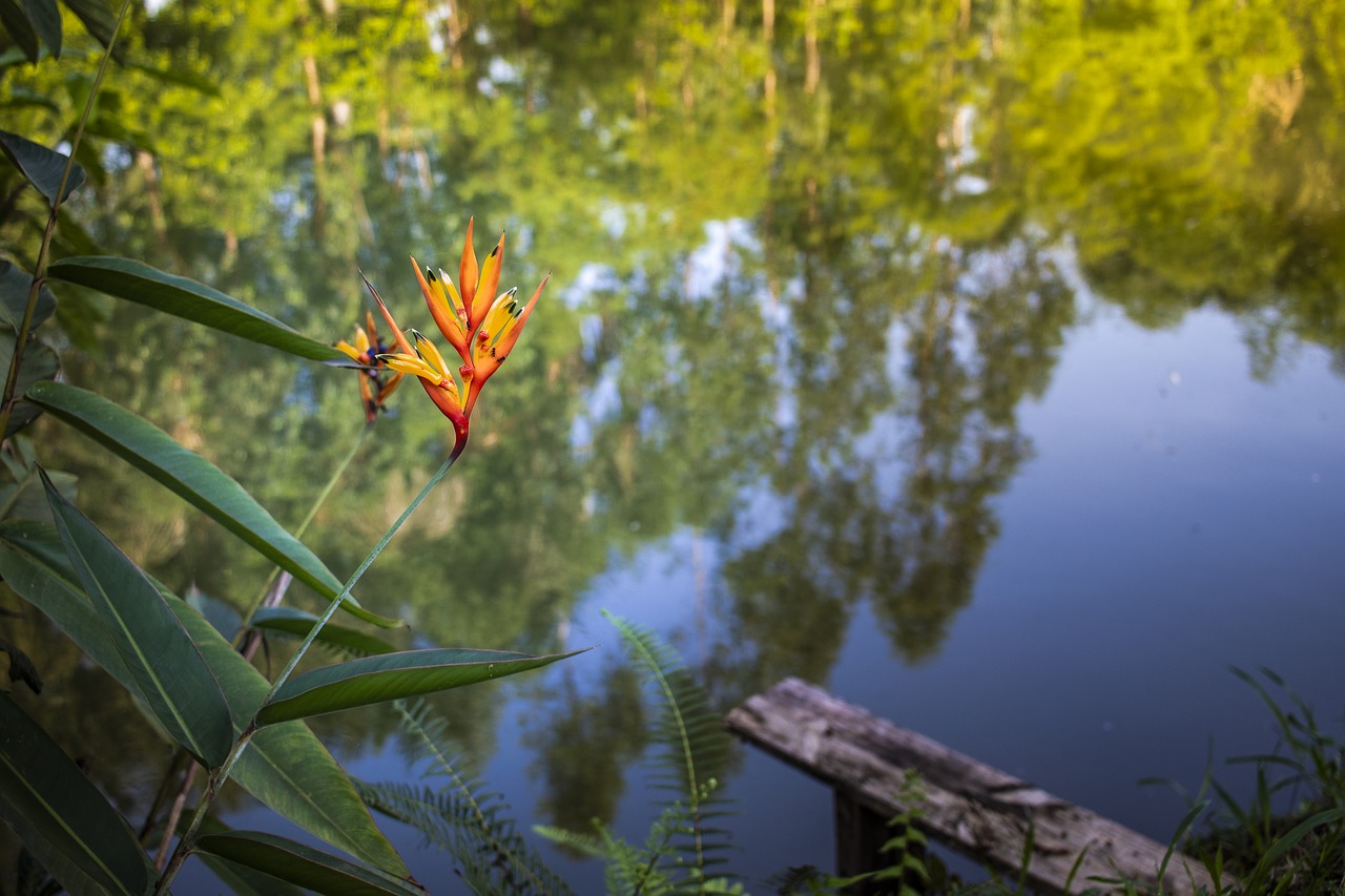 flower  rio  flowers free photo