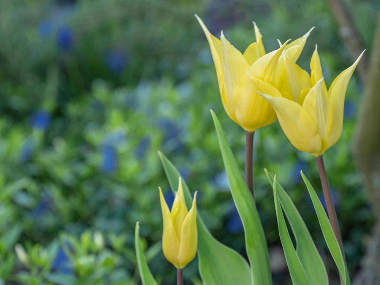 flower  tulips  flowers free photo