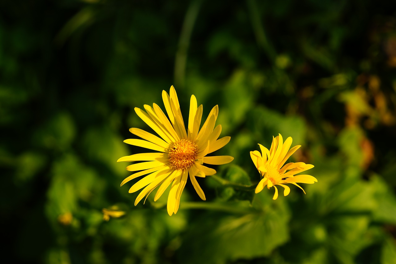 flower  yellow  garden easter free photo