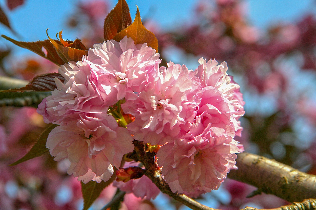 flower  pink  flowers free photo