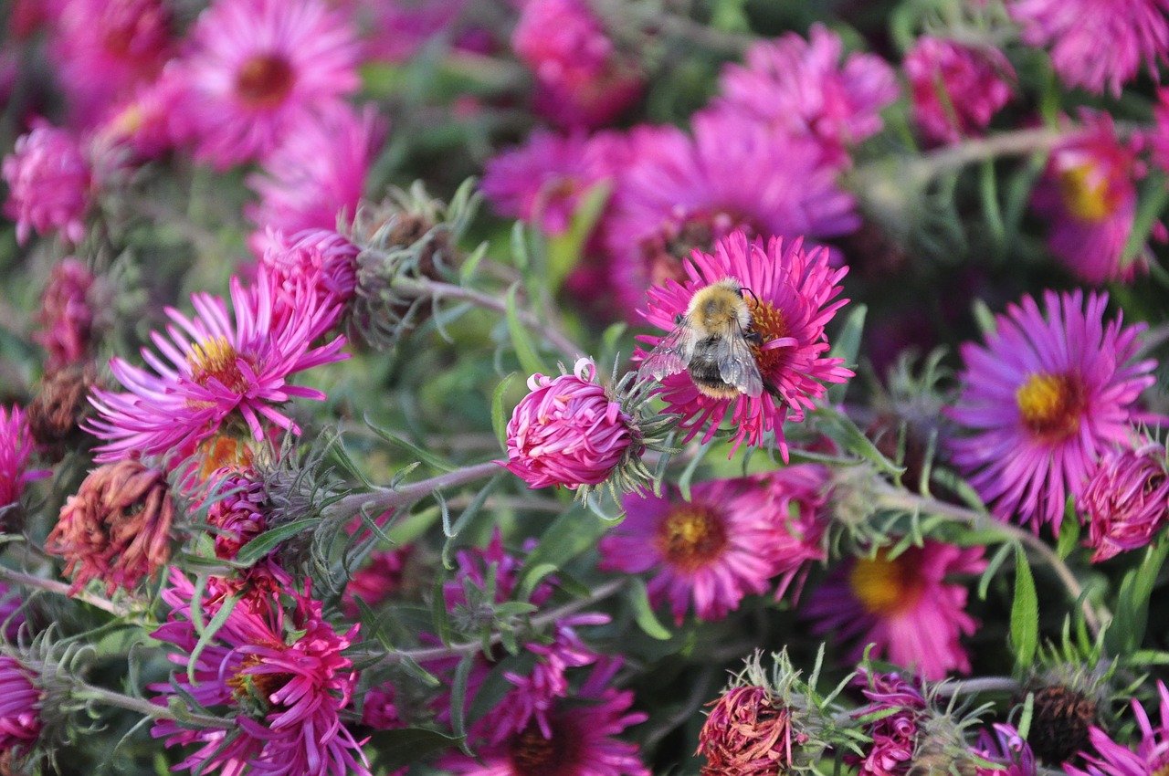 flower  nature  blossom free photo