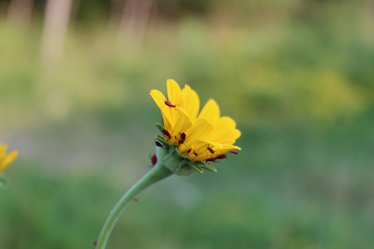 flower  yellow  blossom free photo