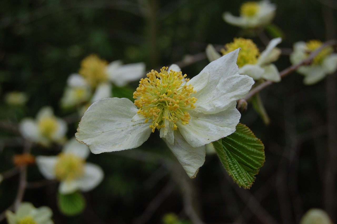 flower  faded  white free photo