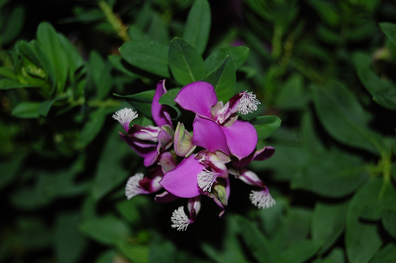 flower  violet  white free photo