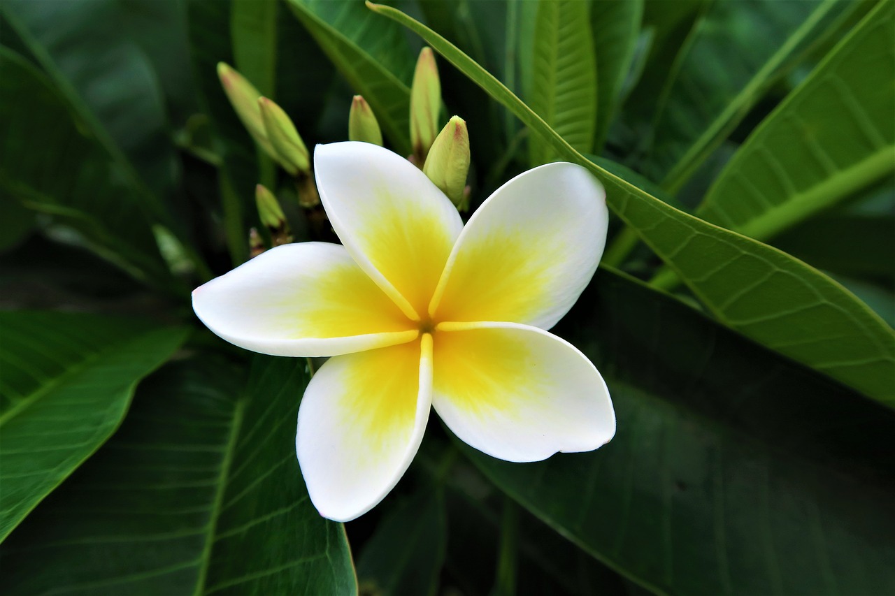 flower  tropical  nature free photo