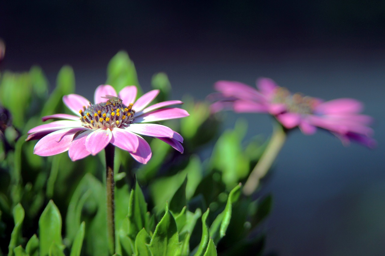 flower  macro  petals free photo