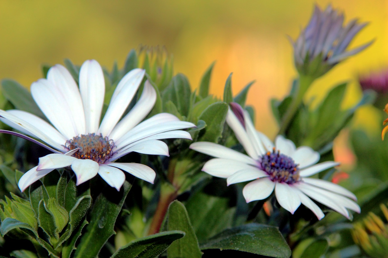 flower  macro  petals free photo