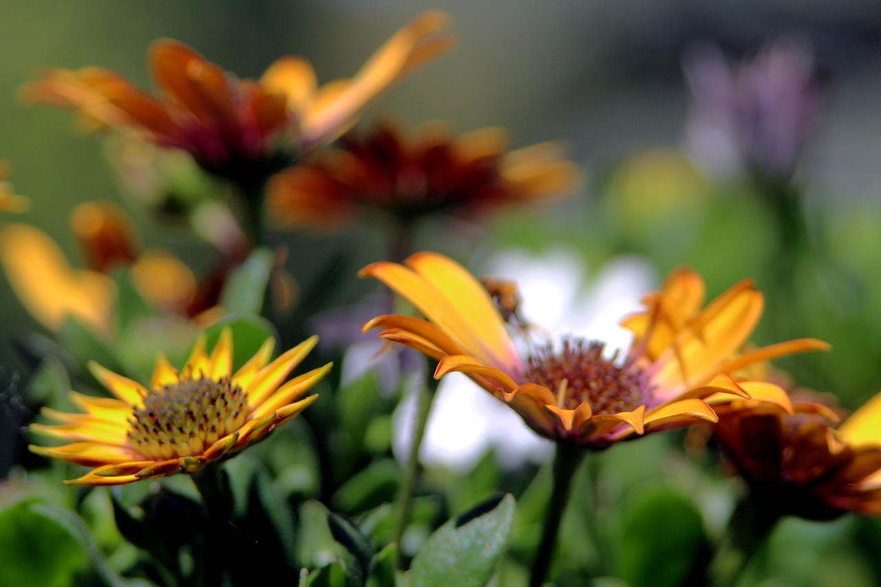 flower  macro  spring free photo