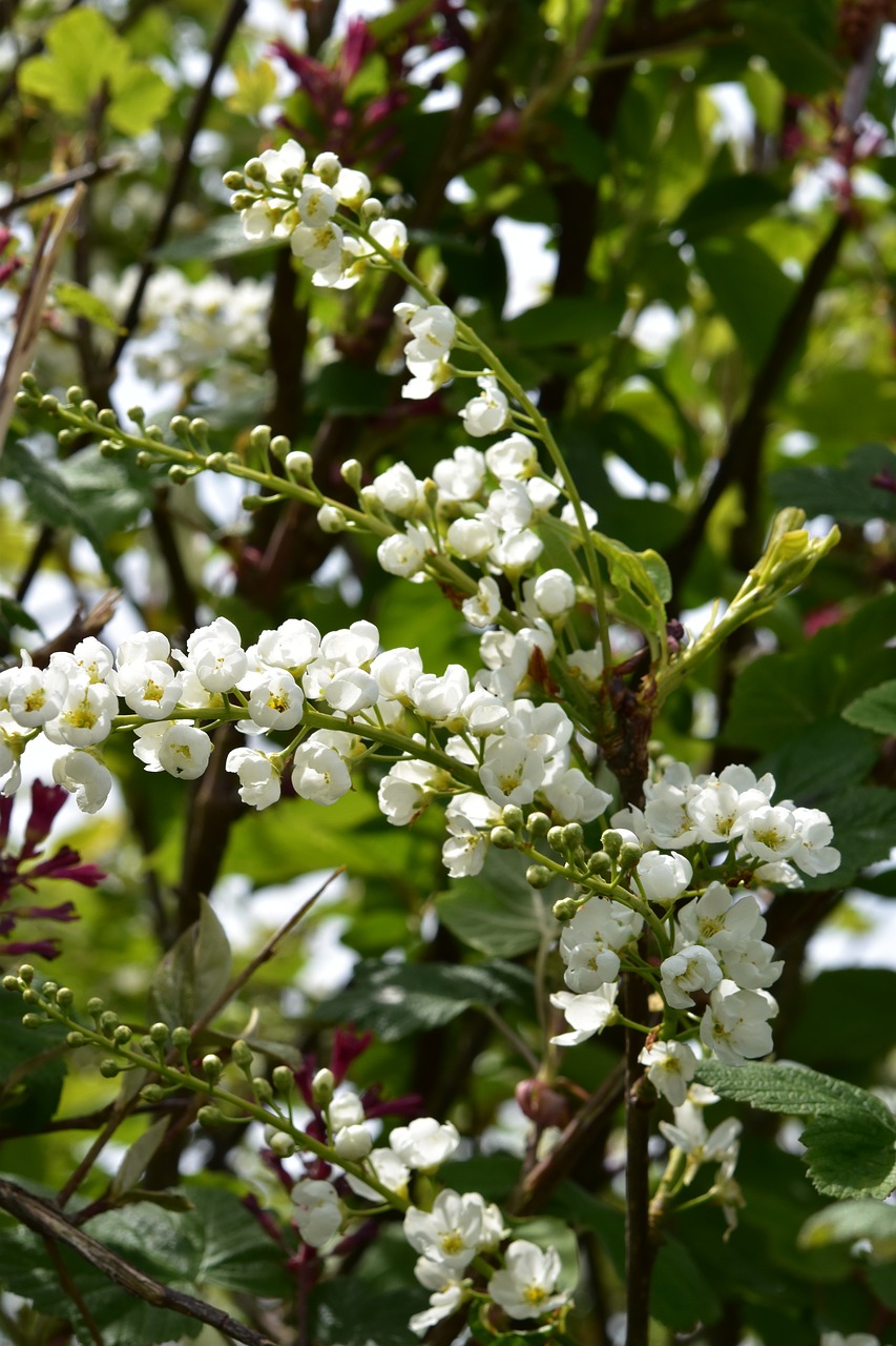 flower  white flowers  branches shrub flower free photo