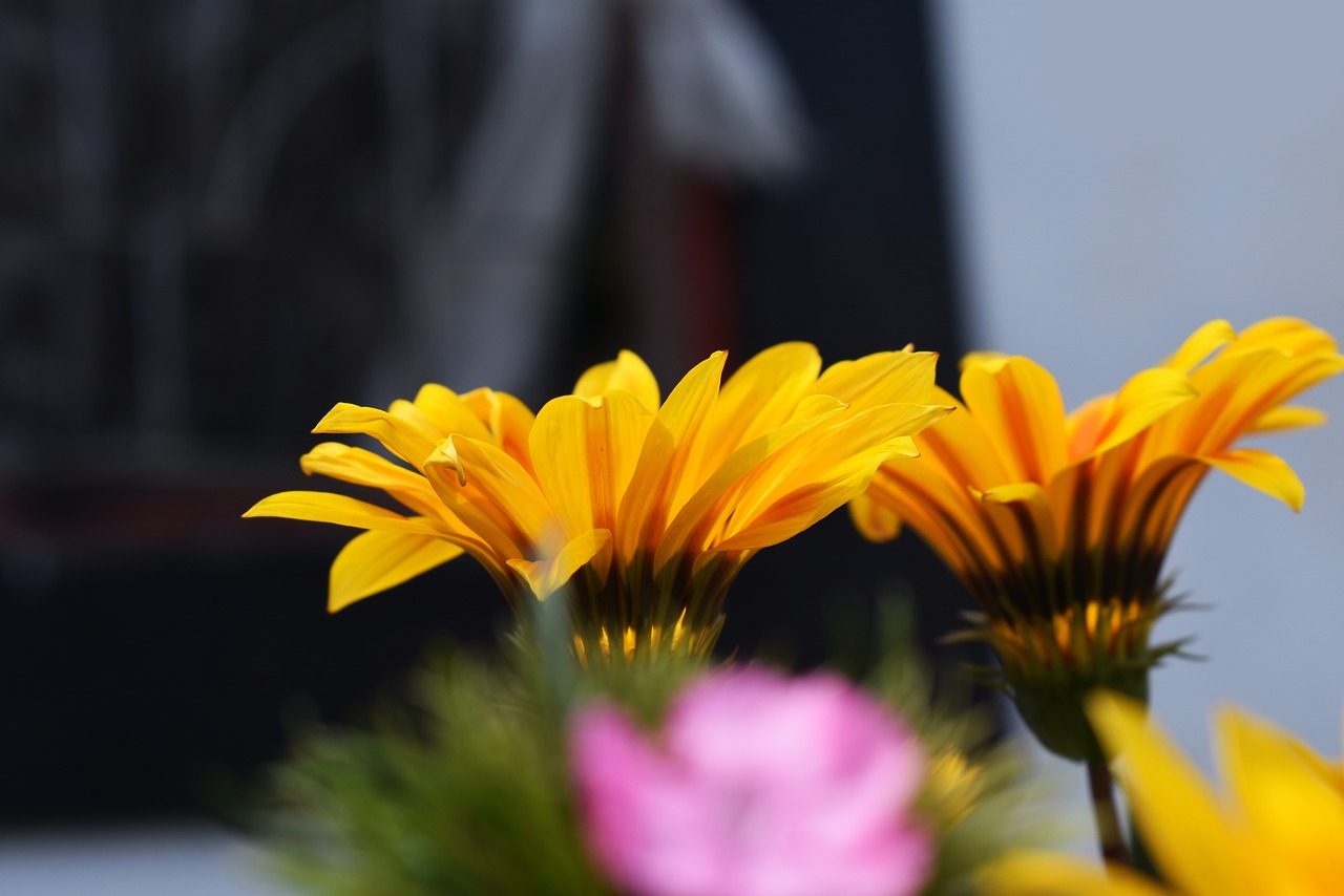 flower  contrast  sunflower free photo